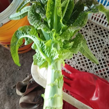 铁杆莴笋已经上市。有需要的联系***********谢谢