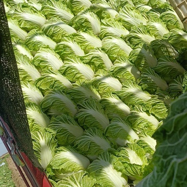大白菜868，就这质量漂亮，有要的联系