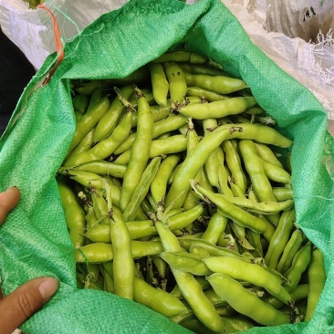 云南蚕豆电商货
