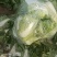 大白菜868，就这质量漂亮，有要的联系