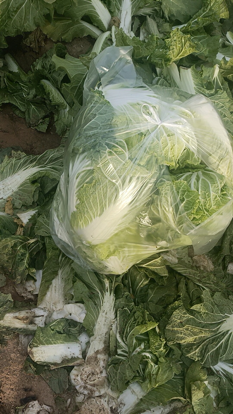 大白菜868，就这质量漂亮，有要的联系