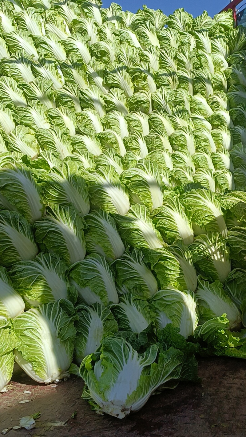 大白菜868，就这质量漂亮，有要的联系