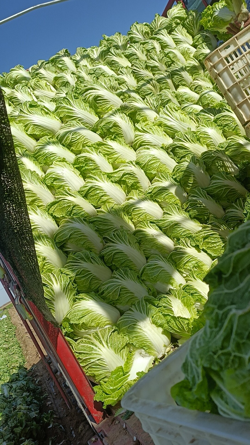 大白菜868，就这质量漂亮，有要的联系