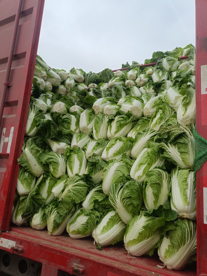 大白菜868，就这质量漂亮，有要的联系