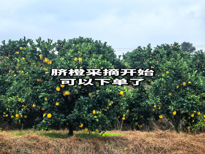 赣南脐橙自家果园保证不打蜡不催熟全国包邮