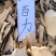 八百力巴豆根冷背中药材大全批发零售货真价实