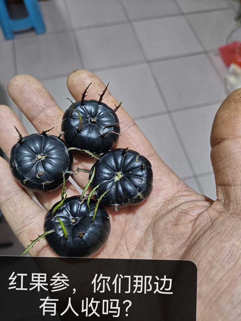 红果参批发