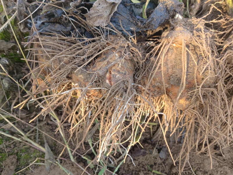 中药材白术籽