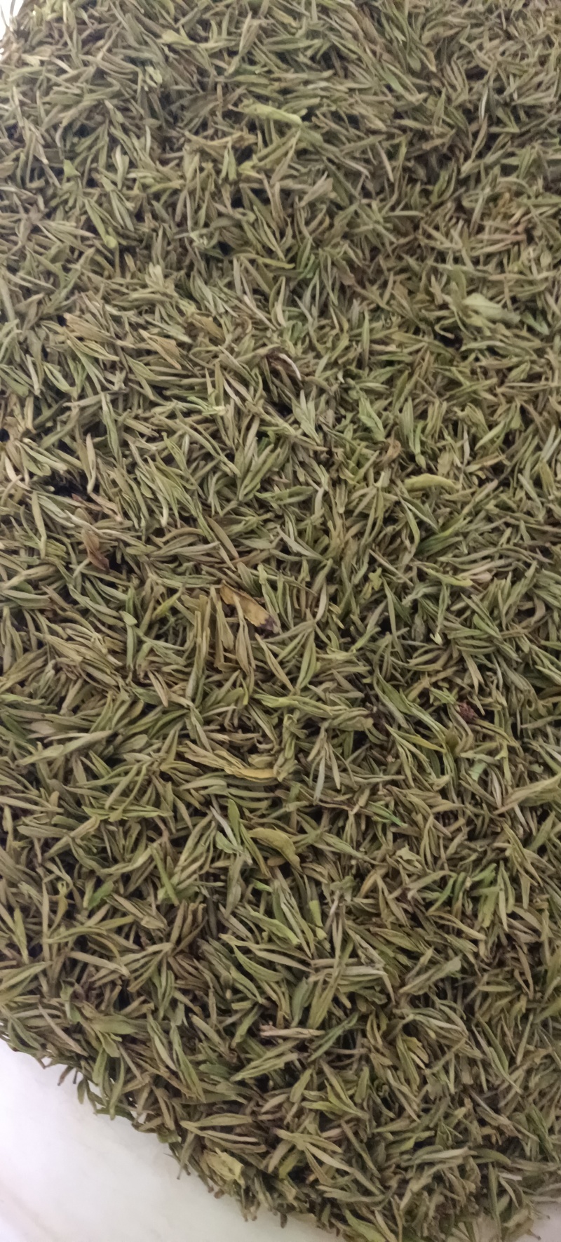 白叶1号茶叶