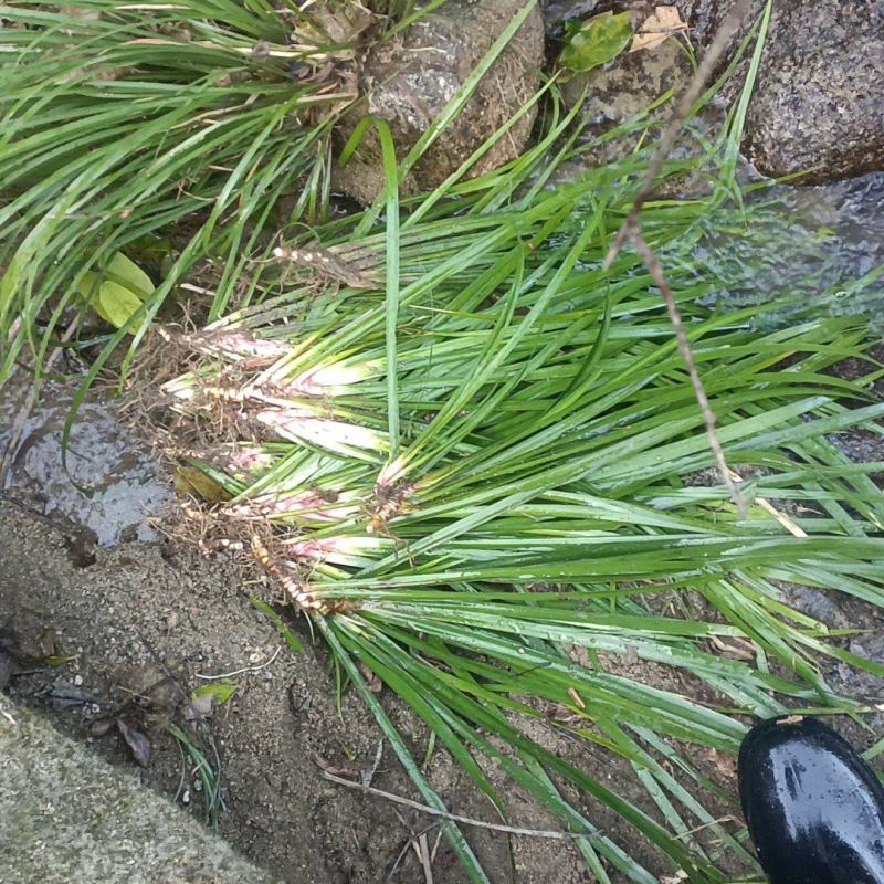 大量出售野生石菖蒲茴子可过药检的品种
