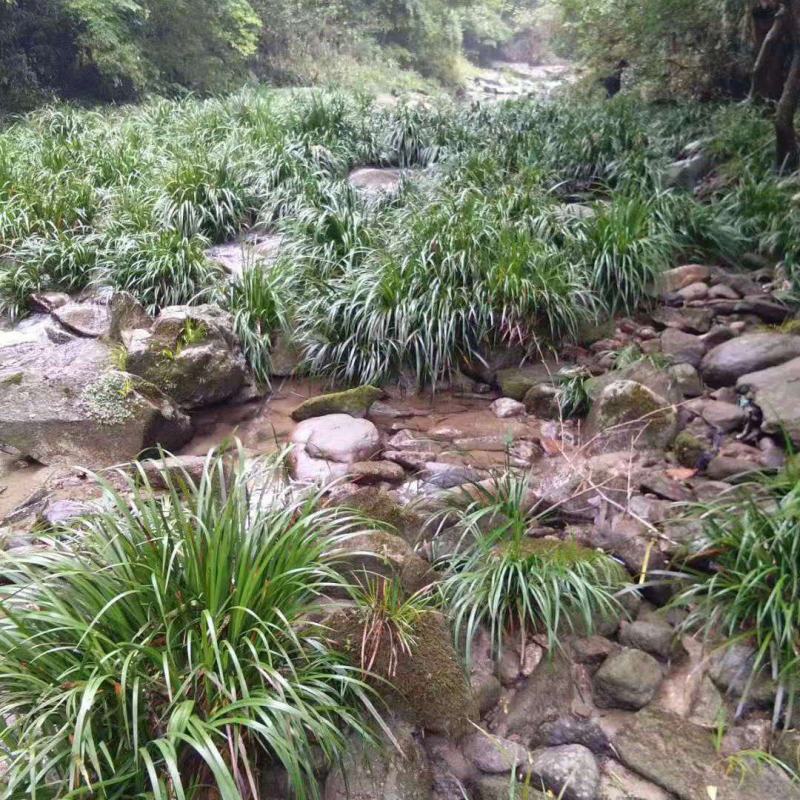 大量出售野生石菖蒲茴子可过药检的品种