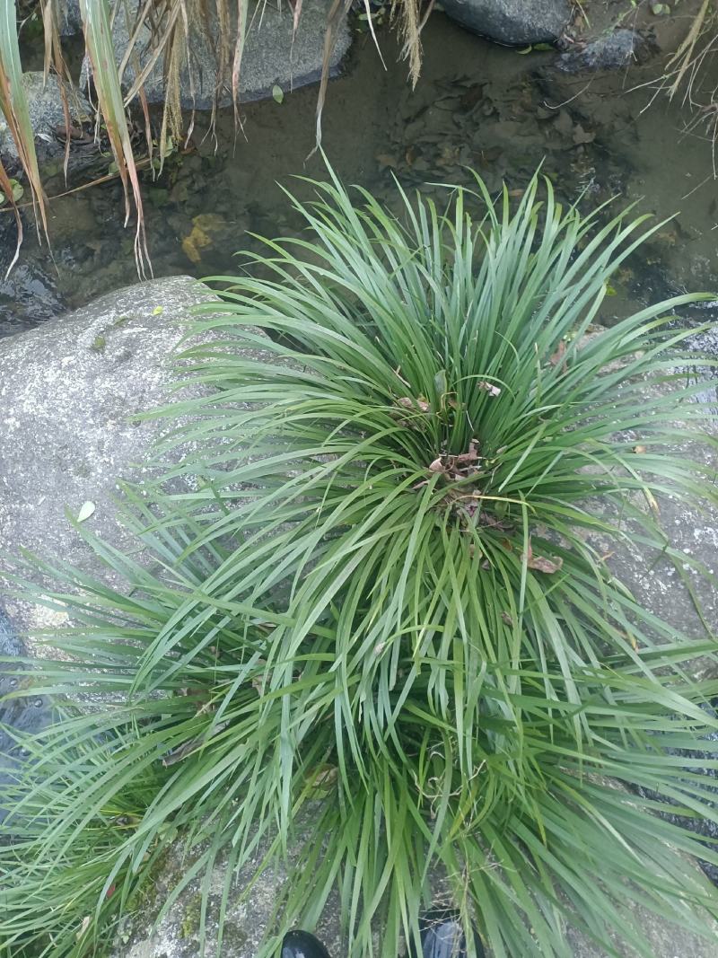 大量出售野生石菖蒲茴子可过药检的品种
