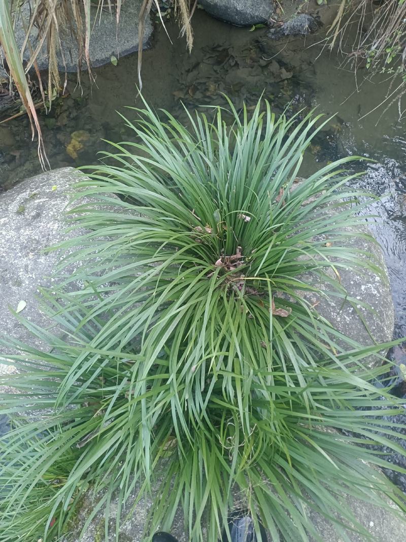 大量出售野生石菖蒲茴子可过药检的品种