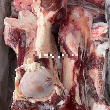 0912牛前腿骨