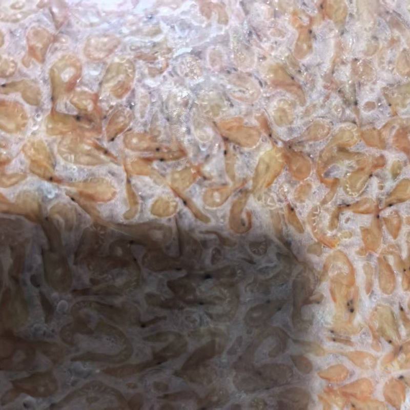 水煮小红虾加工中速冻发货