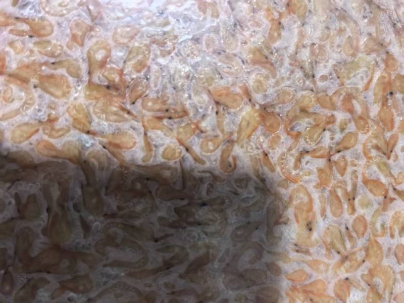 水煮小红虾加工中速冻发货