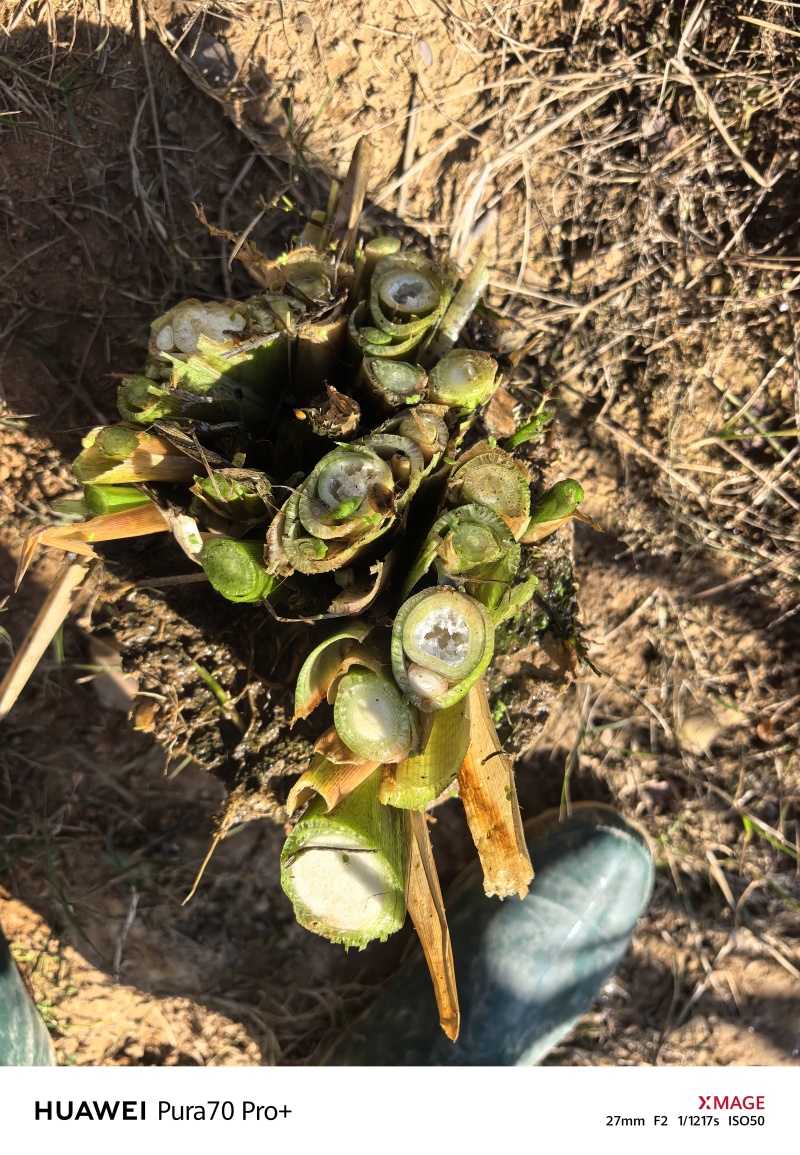 双季茭“余茭4号”高产茭白种苗挑选苗墩老根苗