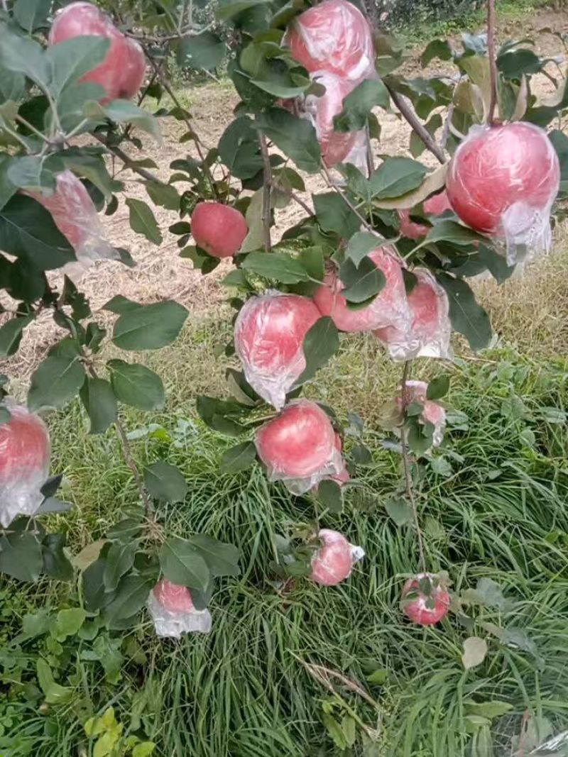 运城临猗苹果，冰糖心，水分足，颜色漂亮
