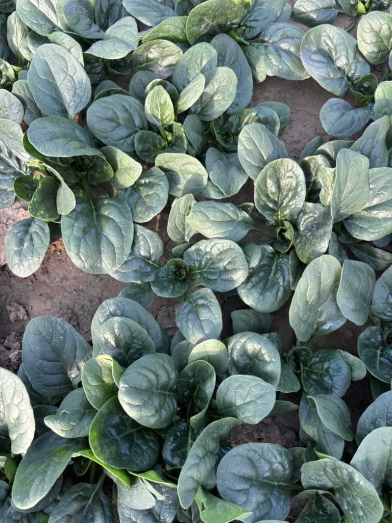 趴地菠菜种植基地诶杆圆叶趴地菠菜欢迎各大电商档口市场