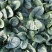 趴地菠菜种植基地诶杆圆叶趴地菠菜欢迎各大电商档口市场