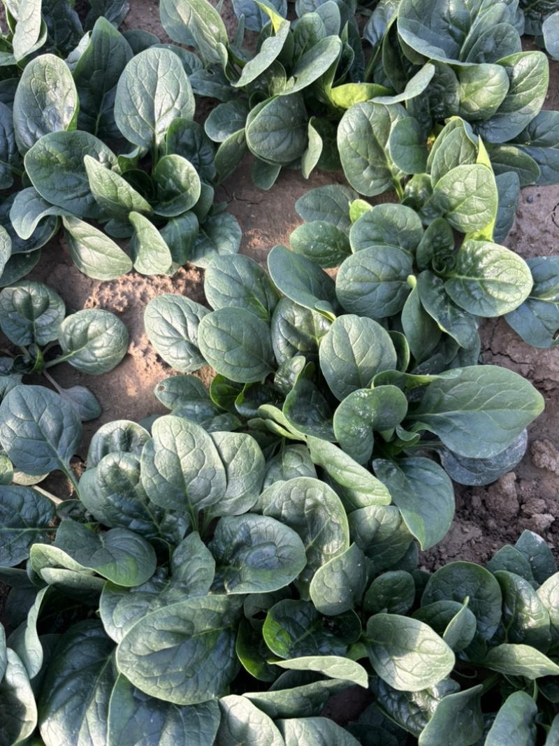 趴地菠菜种植基地诶杆圆叶趴地菠菜欢迎各大电商档口市场