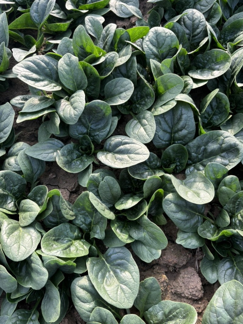 趴地菠菜种植基地诶杆圆叶趴地菠菜欢迎各大电商档口市场