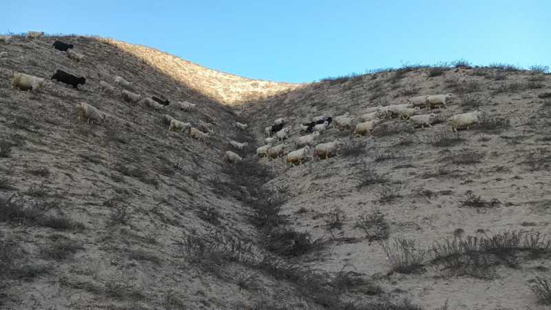 甘肃大山深处自家放养跑山羊