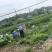 双季茭“余茭4号”高产茭白种苗挑选苗墩老根苗