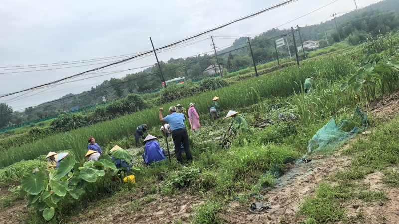 双季茭“余茭4号”高产茭白种苗挑选苗墩老根苗