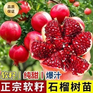 软籽石榴苗蒙阳红甜石榴现挖现发包成活结果
