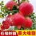 软籽石榴苗蒙阳红甜石榴现挖现发包成活结果