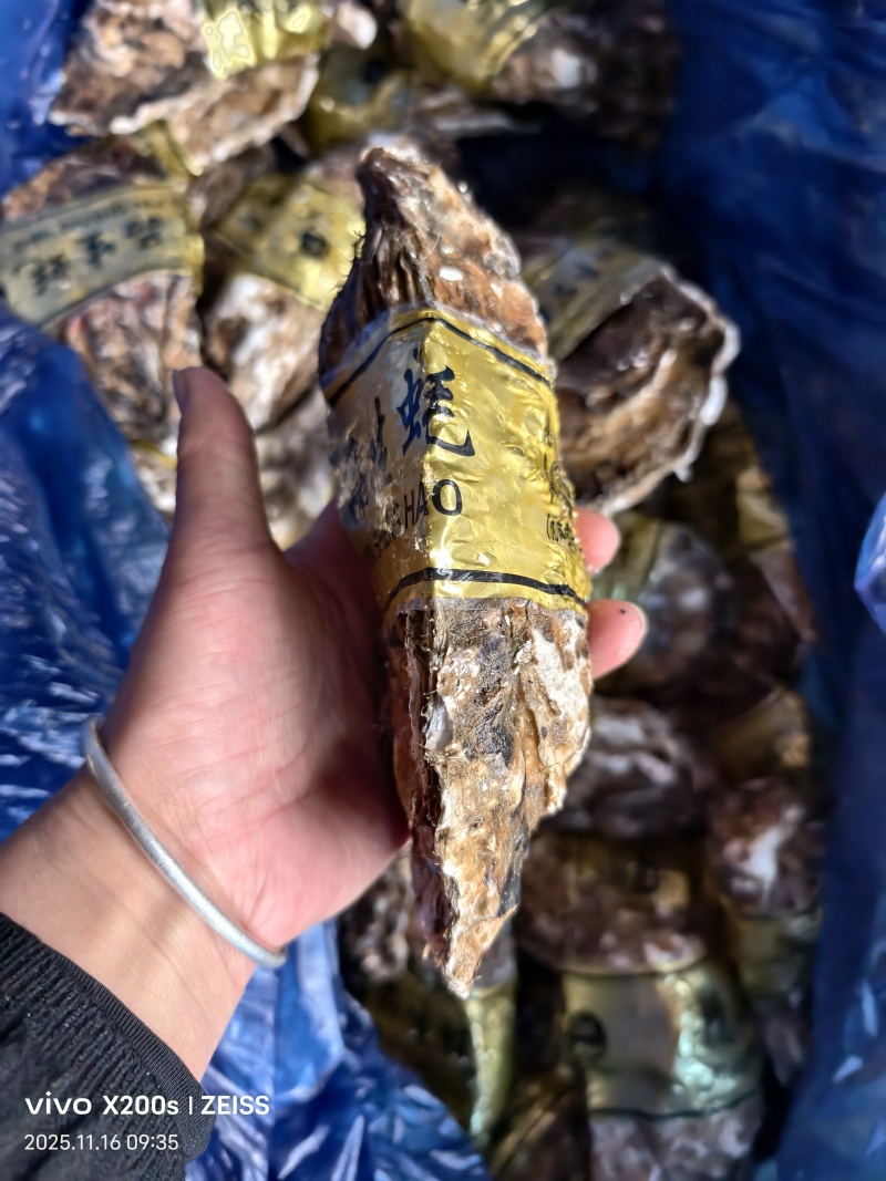 生蚝海蛎朝鲜肥生蚝可视频看货支持线上交易