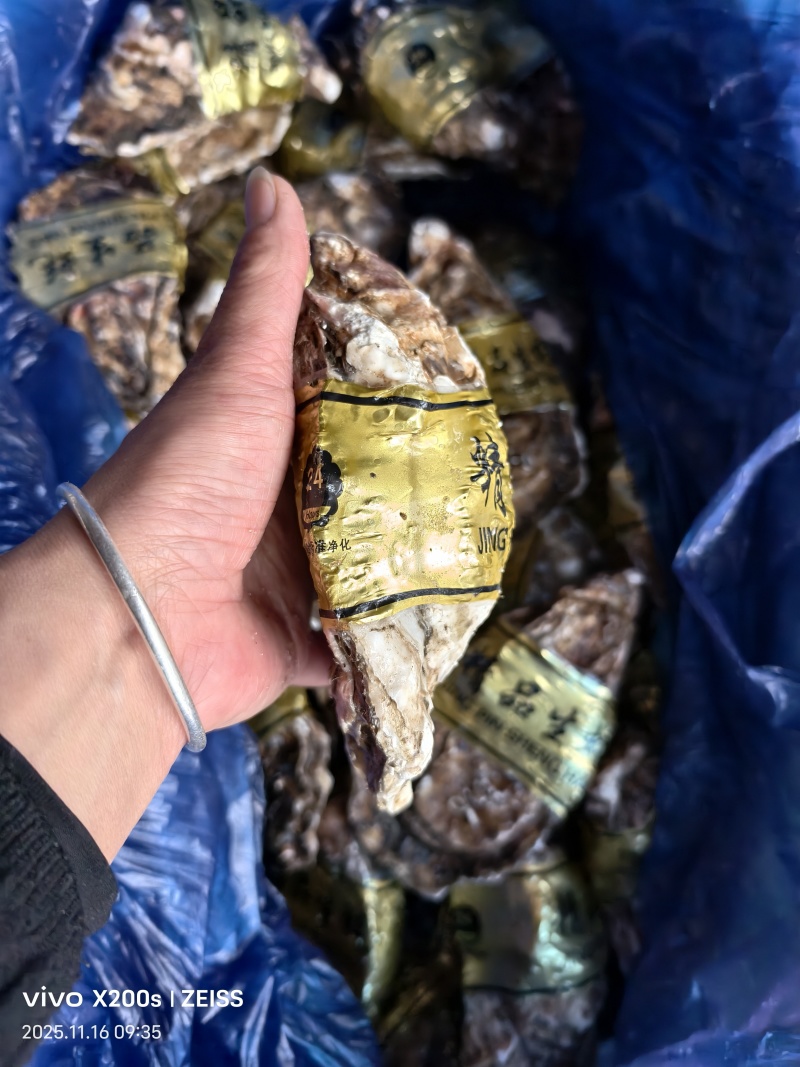生蚝海蛎朝鲜肥生蚝可视频看货支持线上交易