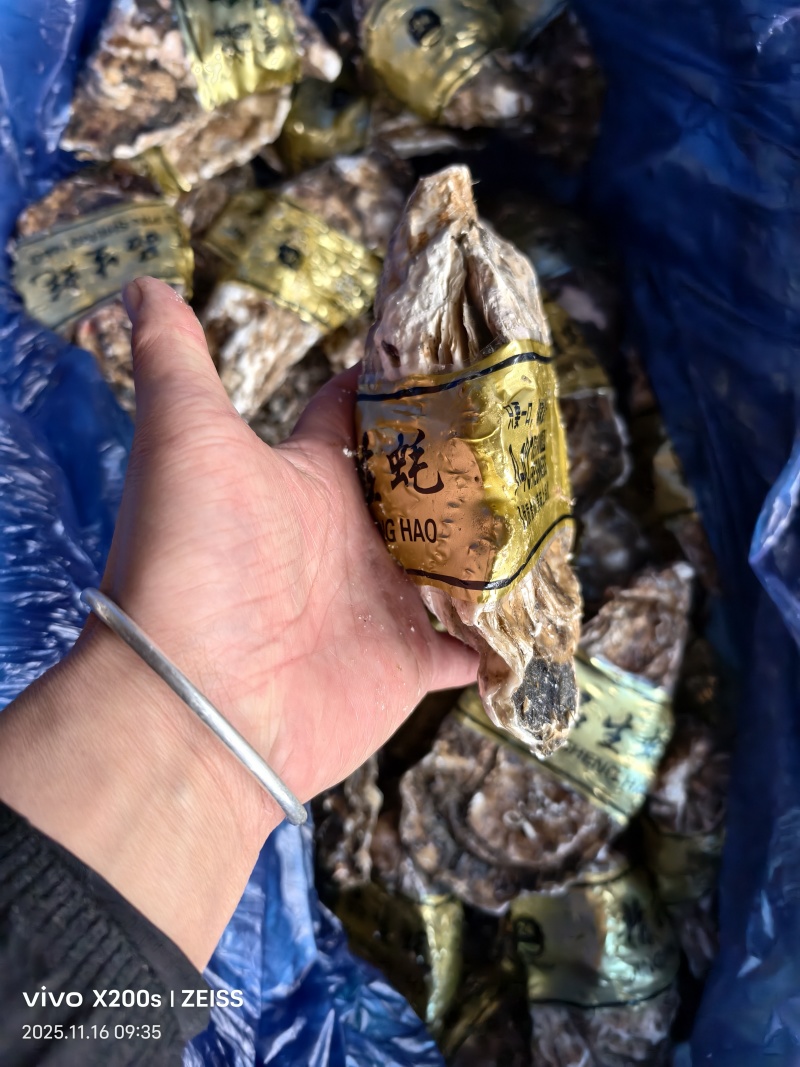生蚝海蛎朝鲜肥生蚝可视频看货支持线上交易