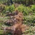 六马蜂糖李子苗1-3年苗贵州基地现挖现发质量保证