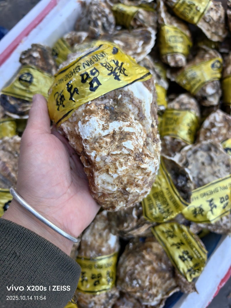 生蚝海蛎朝鲜肥生蚝可视频看货支持线上交易