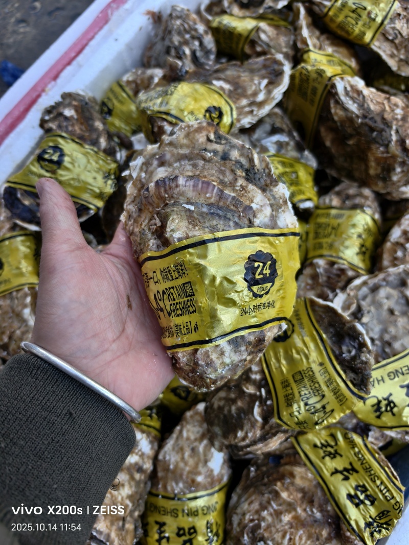 生蚝海蛎朝鲜肥生蚝可视频看货支持线上交易