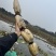 莲藕37357~15厘米以上现挖现卖水洗可加工藕片价廉