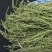 百蕊草冷背中药材大全批发零售货真价实假一赔十