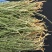 百蕊草冷背中药材大全批发零售货真价实假一赔十