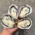 生蚝海蛎朝鲜肥生蚝可视频看货支持线上交易