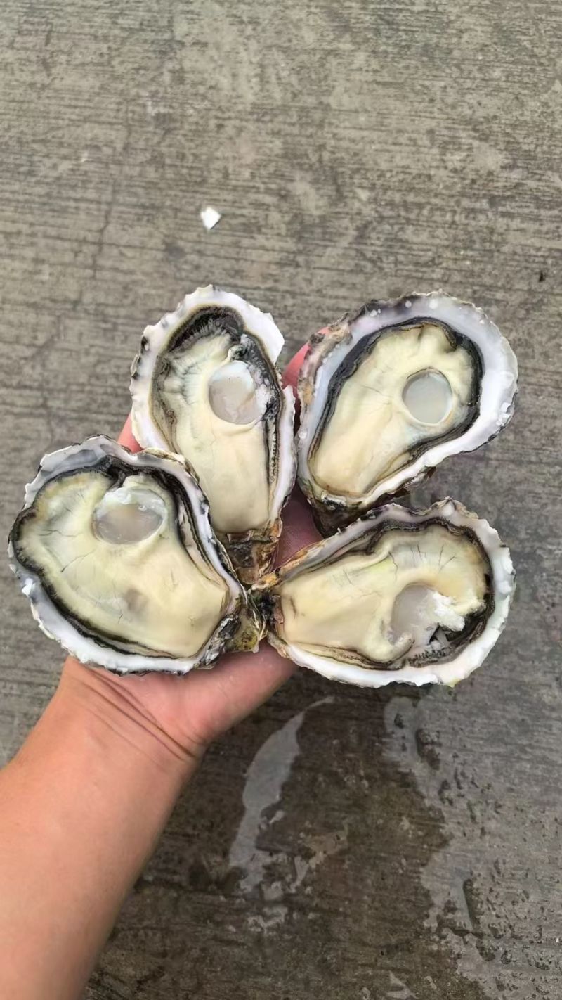 生蚝海蛎朝鲜肥生蚝可视频看货支持线上交易