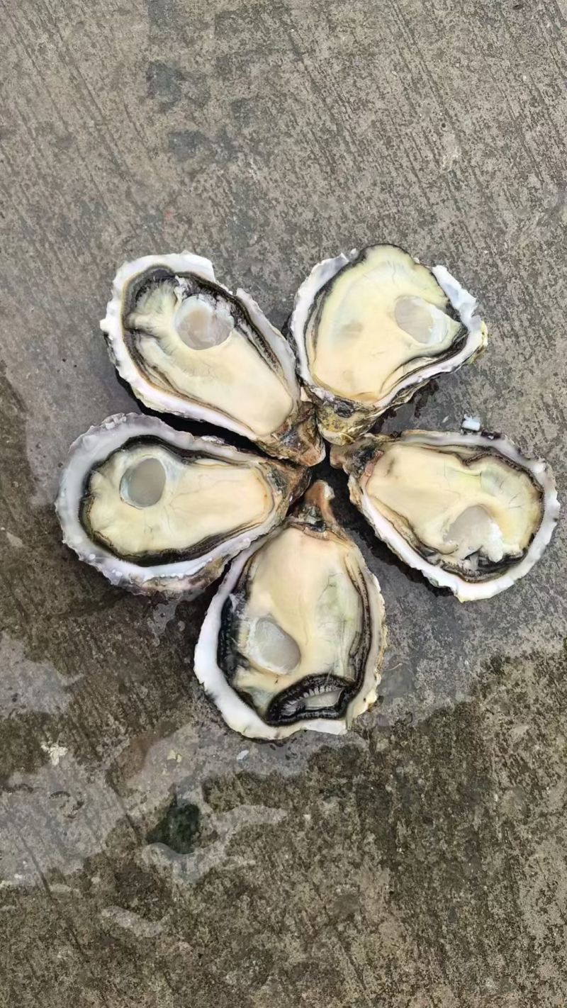 生蚝海蛎朝鲜肥生蚝可视频看货支持线上交易