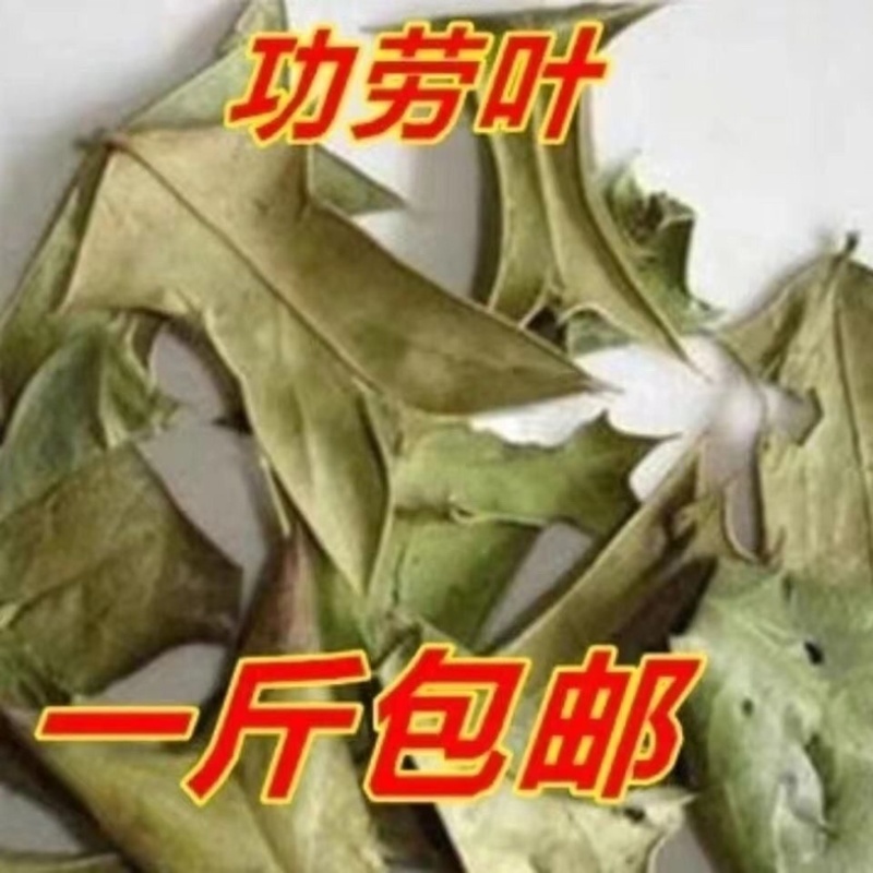功劳叶冷背中药才大全工劳叶批发零售货真价实