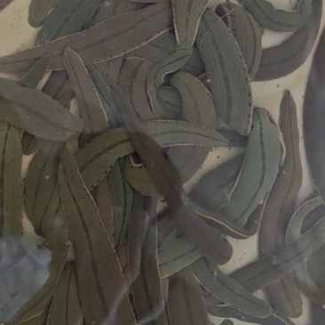 药用蚂蝗