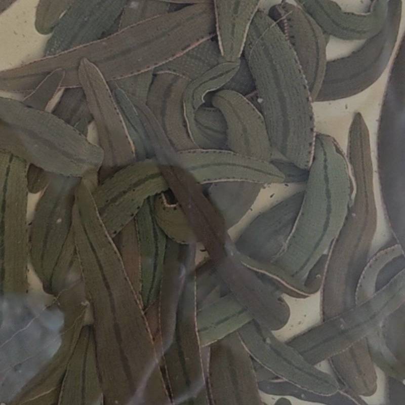 药用蚂蝗