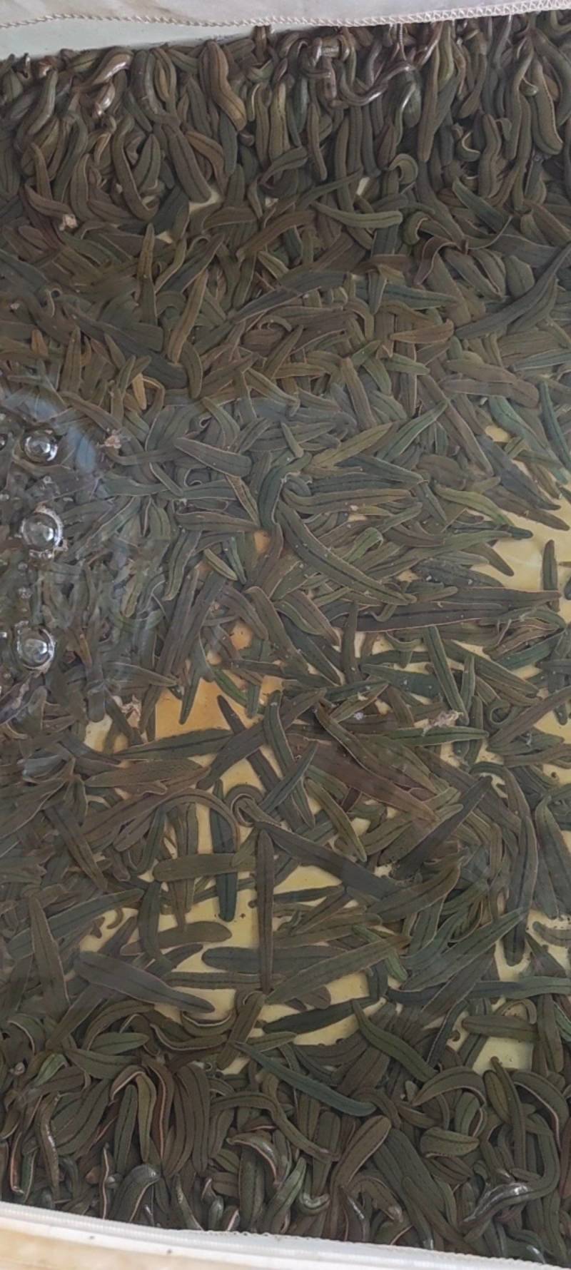 药用蚂蝗
