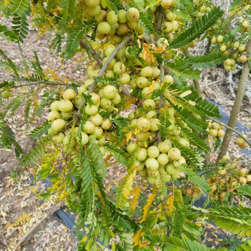云南高山甜脆玻璃甘牛柑果味道正酸甜回甘口感**
