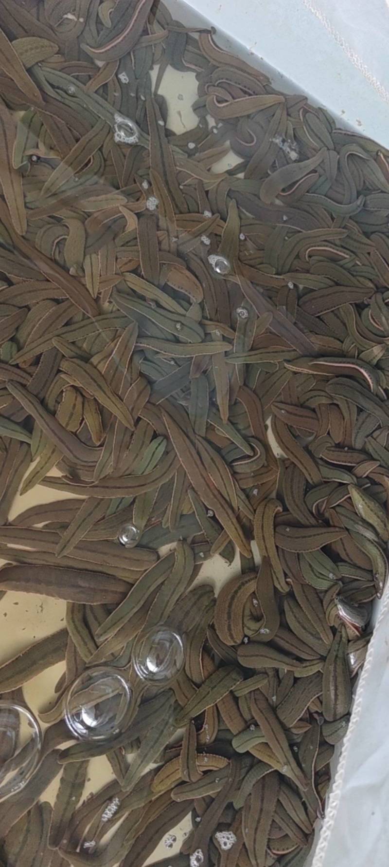 药用蚂蝗