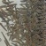 药用蚂蝗